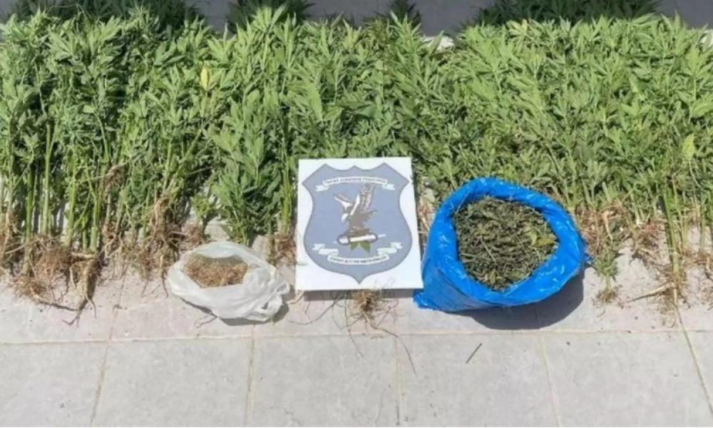 Ρέθυμνο: Κατασχέθηκαν δεκάδες δενδρύλλια κάνναβης – Χειροπέδες στον καλλιεργητή